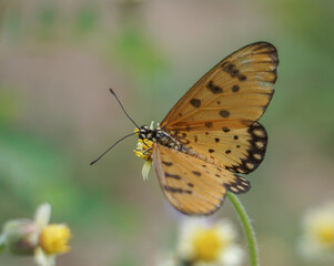 Butterfly on yellow flower.