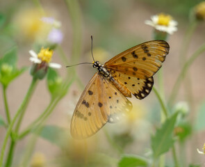 butterfly on flower.