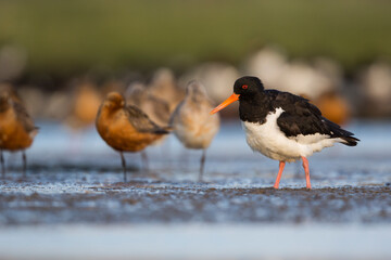 Oystercatcher - Austernfischer - Haematopus ostralegus ostralegus, Germany (Schleswig Holstein), adult