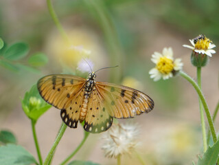 Obraz premium butterfly on flower.