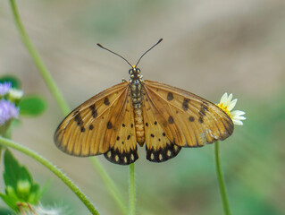 butterfly on flower.