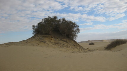Fototapeta na wymiar Vegétation dans le desert égyptien