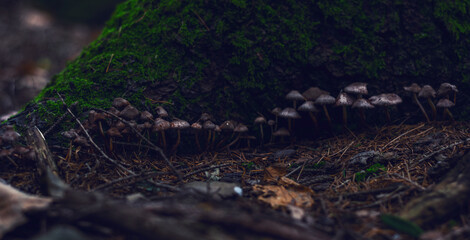 mushrooms in the undergrowth in winter