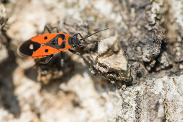 Macro image of an insect in Germany