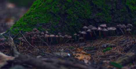 mushrooms in the undergrowth in winter