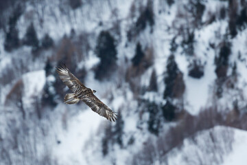 Lammergeier - Bartgeier - Gypaetus barbatus ssp. barbatus, Switzerland, presumably 5th cy.