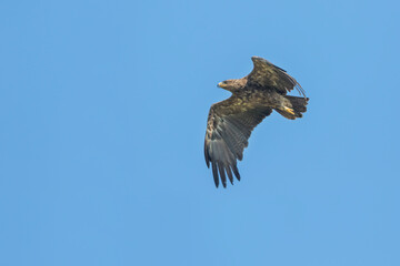 Lesser Spotted Eagle - Schreiadler - Clanga pomarina, Romania, adult