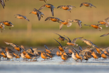 Red Knot - Knutt - Calidris canutus, Germany (Schleswig-Holstein), adult, breeding plumage