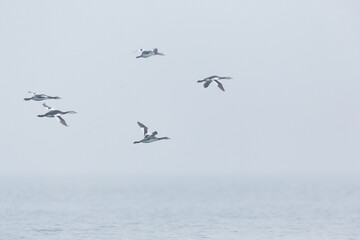 Great Crested Grebe - Haubentaucher - Podiceps cristatus ssp. cristatus, Germany (Mecklenburg-Vorpommern), winter plumage, migrating