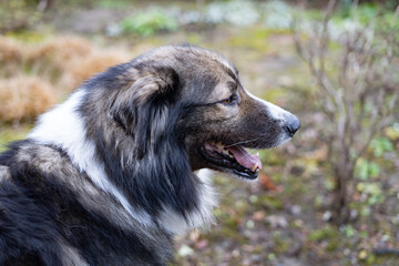 portrait of live stock guardian dog