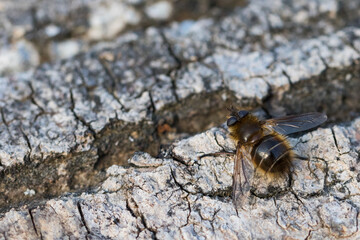 Macro image of an insect in Germany