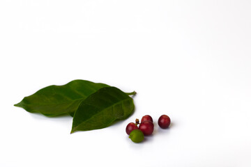 coffee beans with leaves
