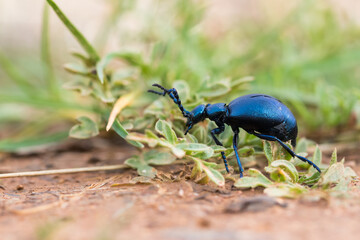 Macro image of an insect