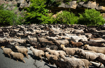On a hot sunny day, shepherds on horseback drive a flock of sheep along a mountain road sandwiched between rocks overgrown with bushes. Caucasus, Russia.