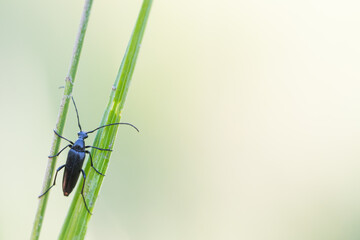 Macro image of an insect in Germany
