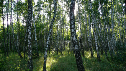 Obraz premium The beauty of forest landscapes.