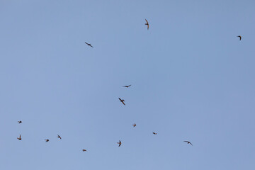 Pallid Swift - Fahlsegler - Apus pallidus ssp. pallidus, France (Corsica)