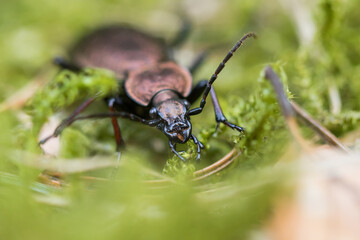 Macro image of an insect in Germany