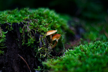mushrooms in the undergrowth in winter