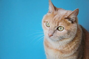 Portrait of the Red cat on a blue background