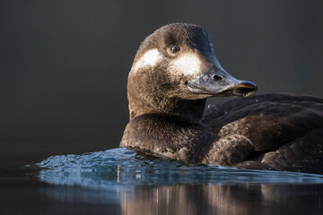 Velvet Scoter - Samtente - Melanitta fusca, Switzerland (Schaffhausen), 1st cy, female
