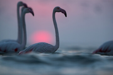 Fototapeta premium Greater Flamingos beautiful hue during surise at Asker coast of Bahrain