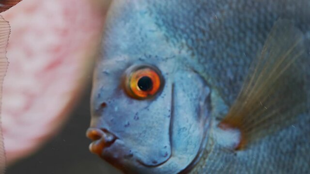 Symphysodon discus fish swiming in aquarium. HD footage of Checkerbord red colors fish. Hobby concept