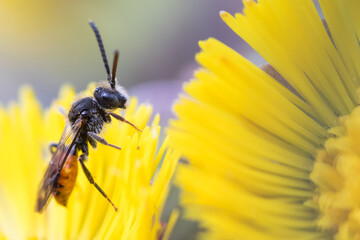 Macro image of an insect in Germany