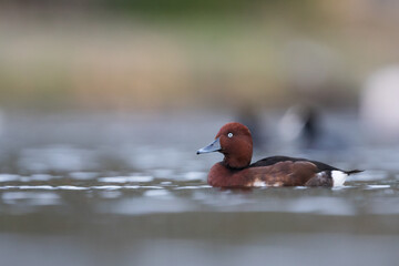Ferruginous Duck - Moorente - Aythya nyroca, Spain (Andalucia), adult, male