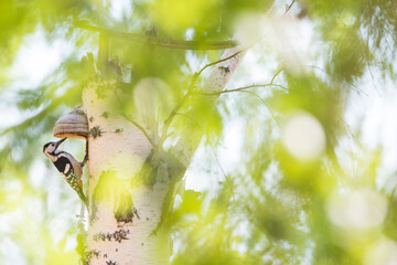 White-backed Woodpecker - Weissrückenspecht - Dendrocopos leucotos ssp. uralensis, Russia (Baikal), adult, female