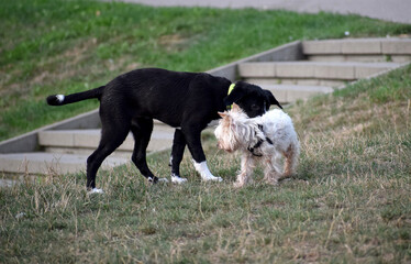dogs palying at the park