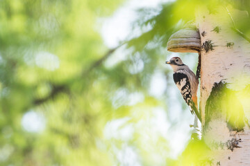 White-backed Woodpecker - Weissrückenspecht - Dendrocopos leucotos ssp. uralensis, Russia (Baikal), adult, male