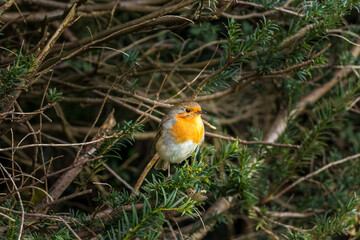 Friendly Robin on a Branch at Christmas.