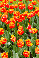 spring garden with nice tulips