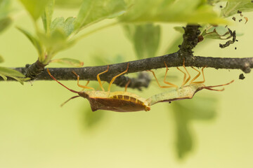 Macro image of an insect in Germany