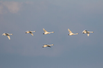 Whooper Swan - Singschwan - Cygnus cygnus, Germany (Brandenburg), winter flock of adult birds
