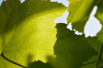 Grape leaves in the sun