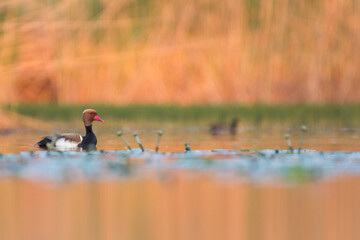Red-crested Pochard - Kolbenente - Netta rufina, Austria (Vorarlberg), adult, male