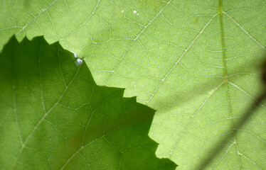 Grape leaves in the sun