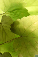 Grape leaves in the sun