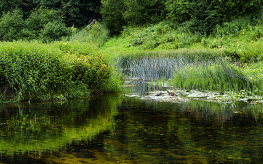 The beauty of forest landscapes with a river.