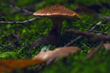 mushrooms in the undergrowth in winter