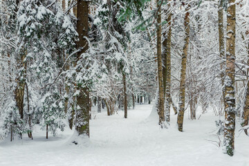 Landscape, beautiful winter mixed forest covered with white snow.