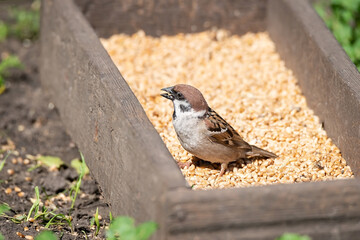 young sparrow on branch..
