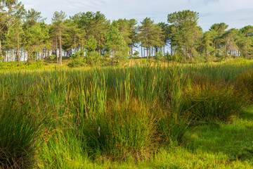 Lush green grasses grow in marshland, swamp and forest in the background
