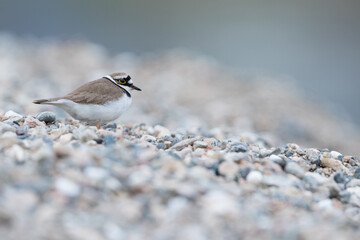 Little Ringed Plover - Flussregenpfeifer - Charadrius dubius ssp. curonicus, Russia (Baikal), adult male