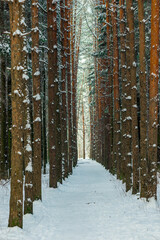 A picturesque alley in a snowy forest, a wide road in a winter forest.
