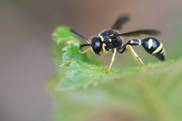 Macro image of an insect in Germany