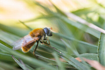 Macro image of an insect in Germany