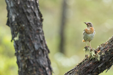 Red-throated Thrush - Rotkehldrossel - Turdus ruficollis, Russia (Baikal), adult, female